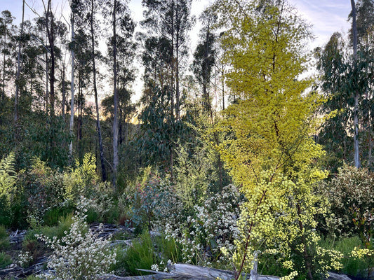 Acacia genistifolia Spreading Wattle