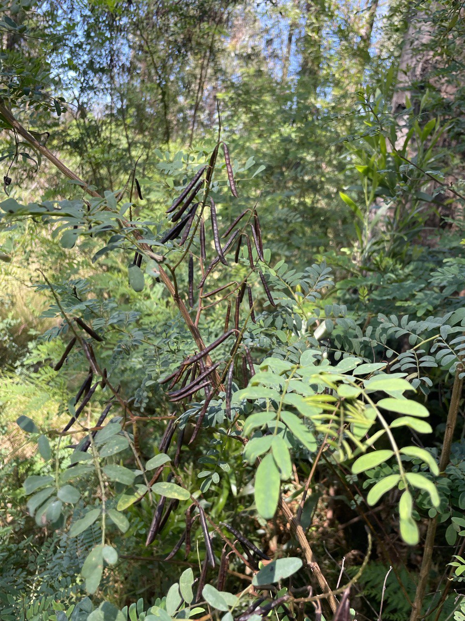 Indigofera australis