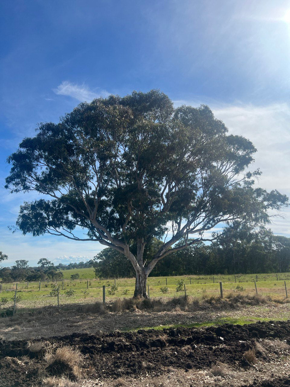 Eucalyptus tereticornis subsp. mediana Gippsland Red Gum