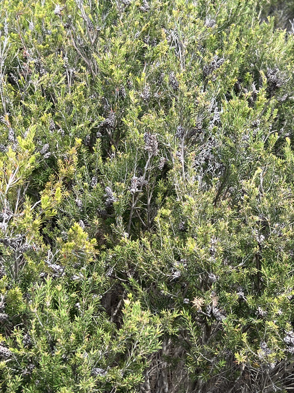 Melaleuca ericifolia