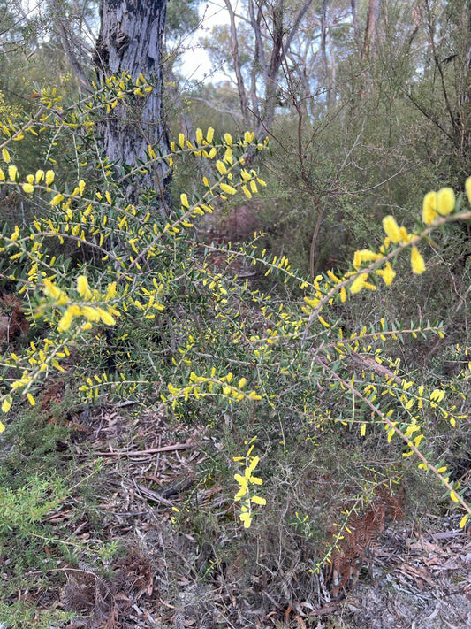 Acacia oxycedrus Spike Wattle