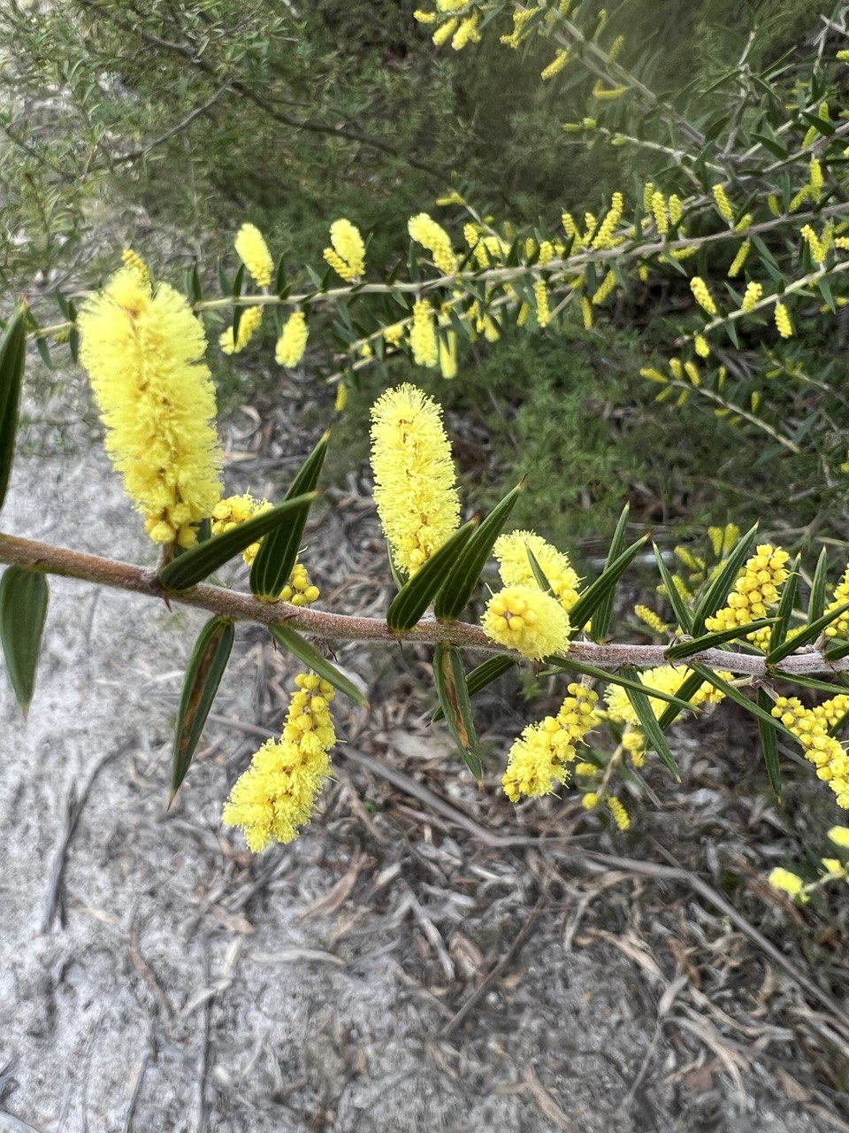 Acacia oxycedrus Spike Wattle