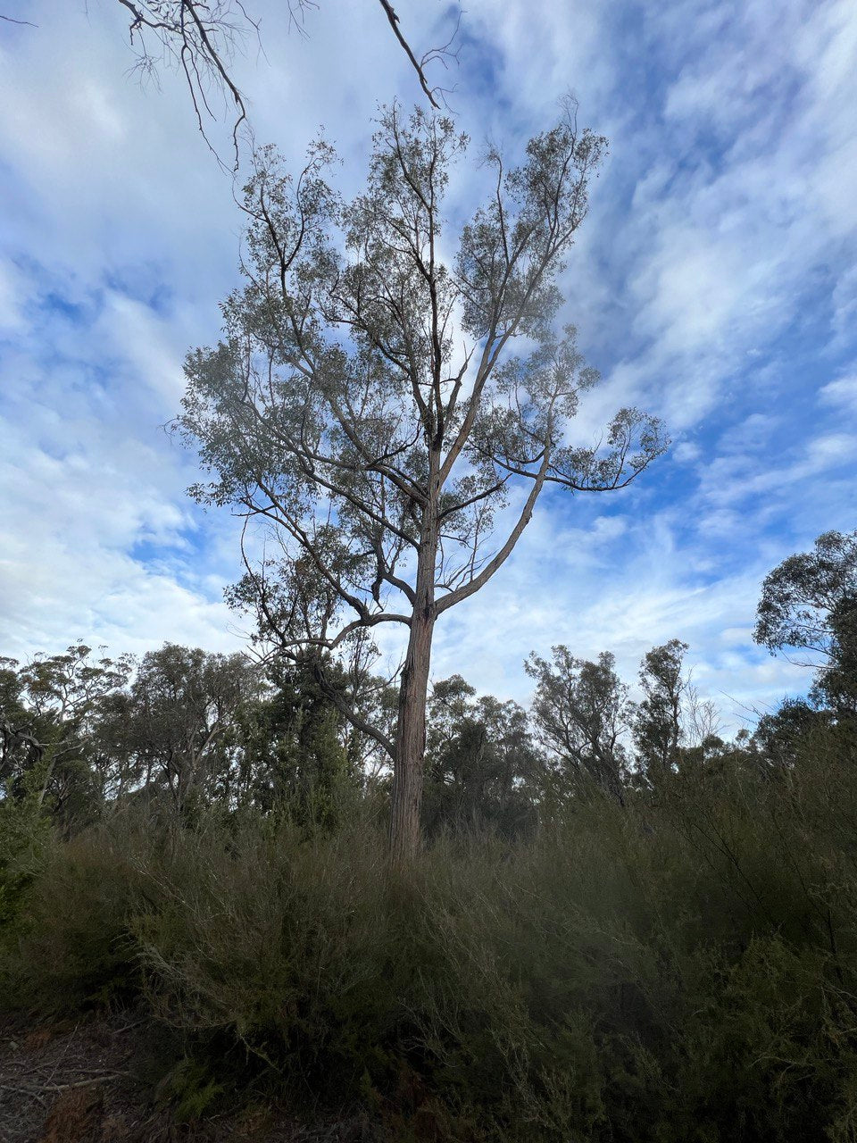 Eucalyptus globoidea White Stringy