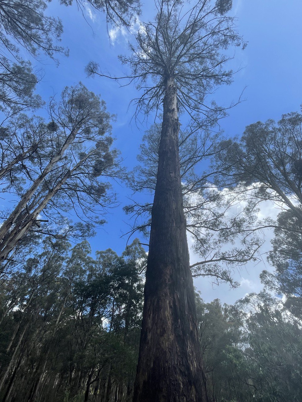 Eucalyptus regnans Mountain Ash