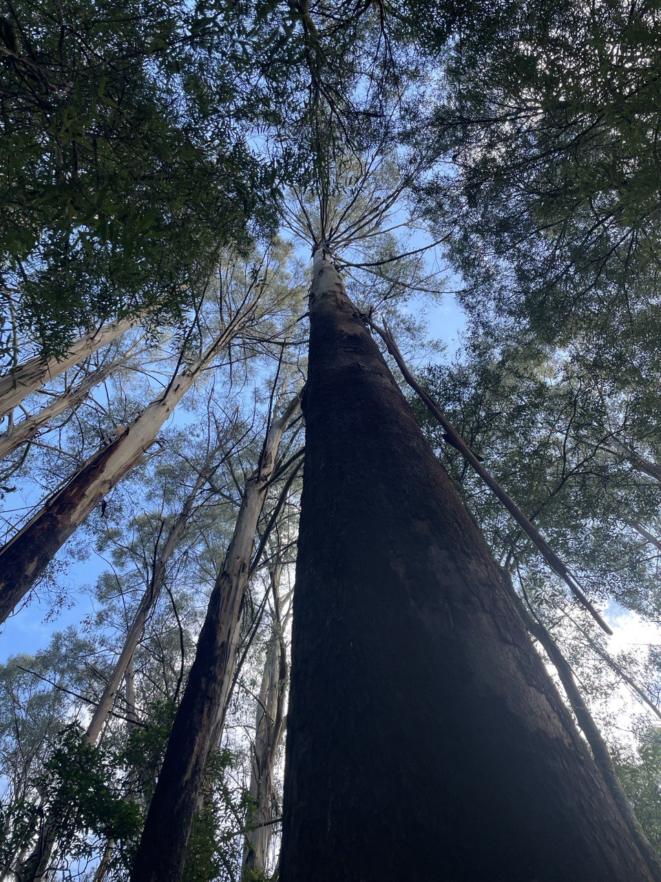 Eucalyptus regnans Mountain Ash