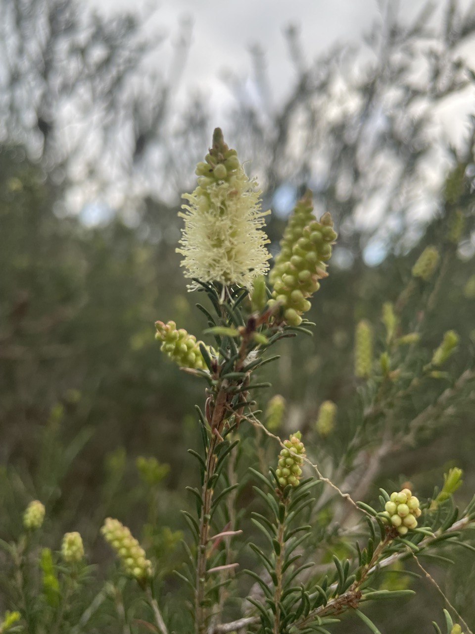 Melaleuca parvistaminea