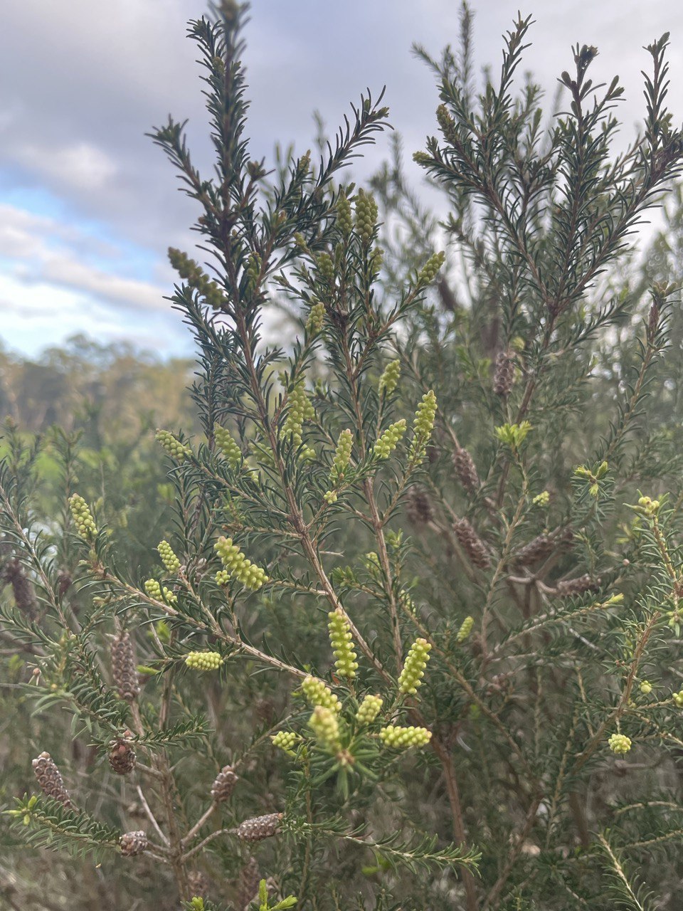 Melaleuca parvistaminea