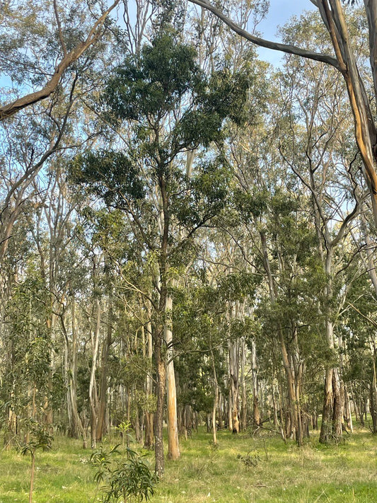 Acacia implexa Lightwood