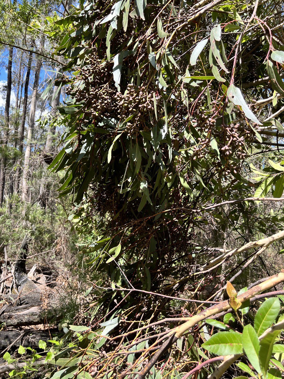 Eucalyptus sieberi Silvertop Ash