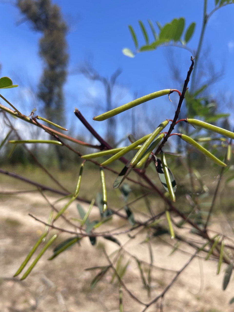 Indigofera australis