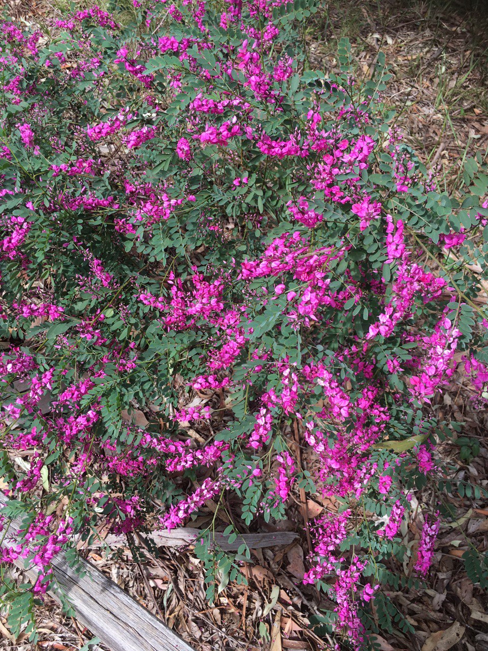 Indigofera australis