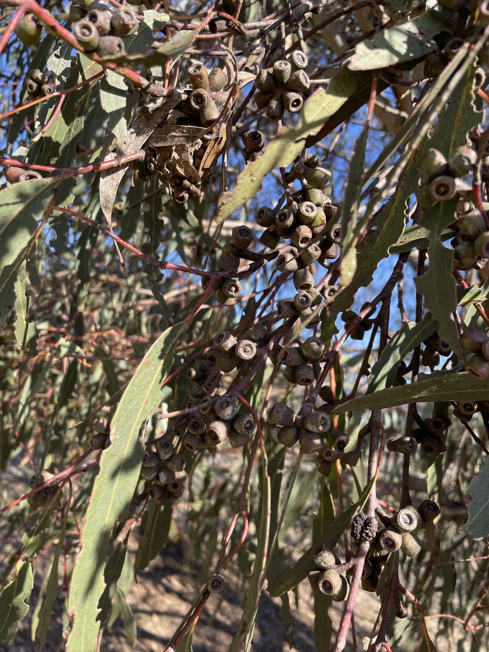 Eucalyptus goniocalyx Bundy Box