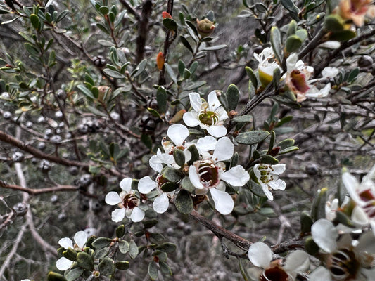 Leptospermum myrtifolium Myrtle Teatree