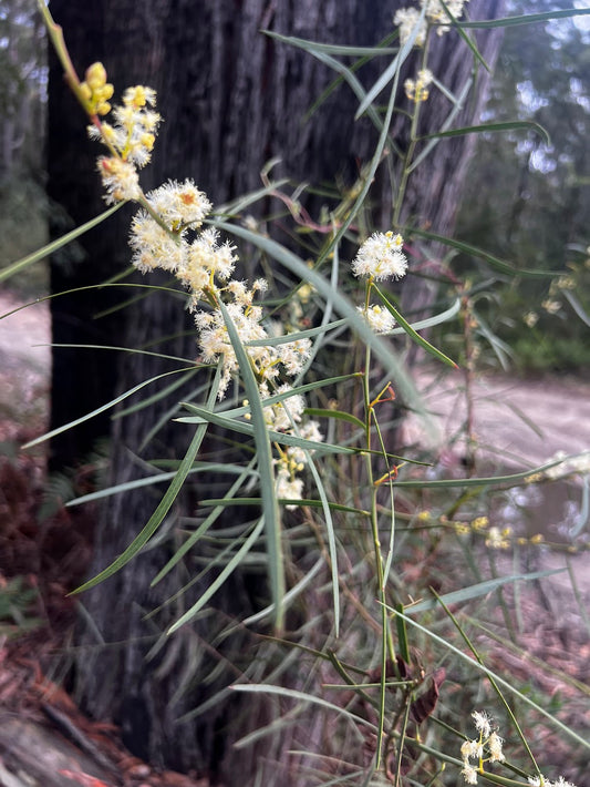 Acacia suaveolens Sweet Wattle